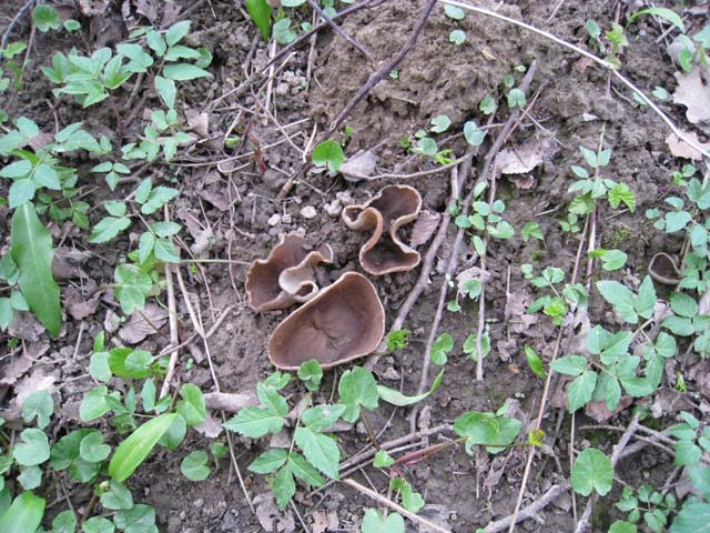 Il Risveglio dei Funghi .... in Brianza